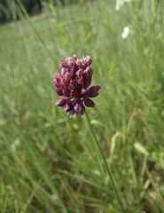 Allium rotundum