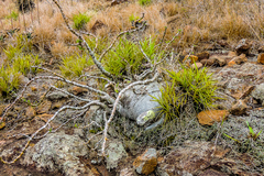 Pachypodium saundersii