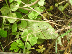 Knautia integrifolia