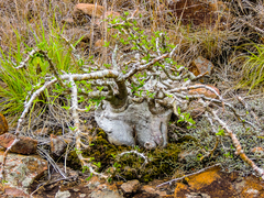 Pachypodium saundersii