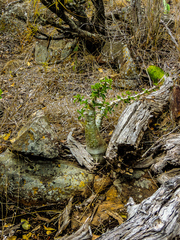 Pachypodium saundersii