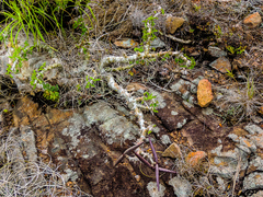 Pachypodium saundersii