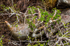 Pachypodium saundersii