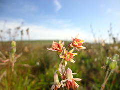 Tulbaghia capensis