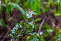 Phyllanthus reticulatus reticulatus