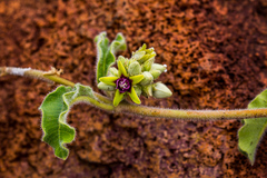 Raphionacme procumbens