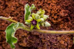 Raphionacme procumbens