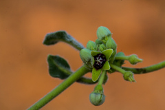 Raphionacme procumbens