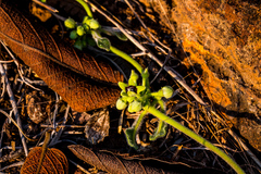 Raphionacme procumbens