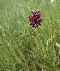 Allium rotundum