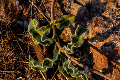 Raphionacme procumbens