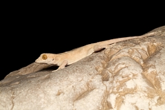 Hemidactylus lemurinus
