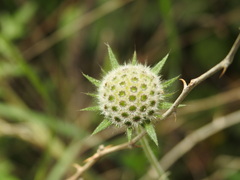Knautia integrifolia
