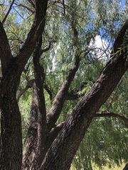 Salix × sepulcralis