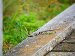 Egernia kingii