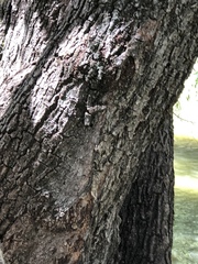 Salix × sepulcralis