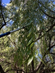 Salix × sepulcralis