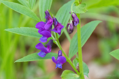 Lathyrus komarovii