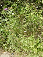 Knautia integrifolia