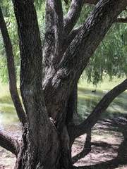 Salix × sepulcralis