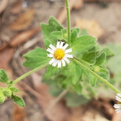 Perityle microglossa