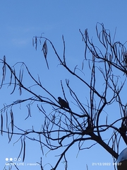 Columba palumbus palumbus