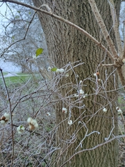 Symphoricarpos albus