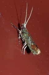 Orthenches vinitincta