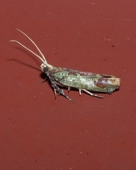 Orthenches vinitincta