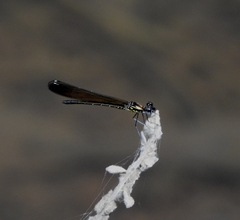 Heliocypha bisignata