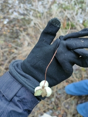 Symphoricarpos albus