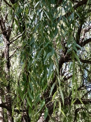 Salix × sepulcralis
