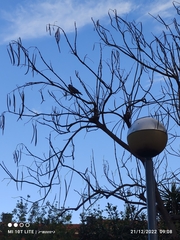 Columba palumbus palumbus