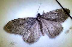 Operophtera