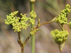 Peucedanum officinale