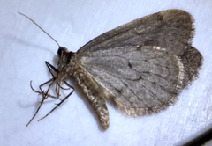 Operophtera