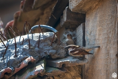 Passer domesticus