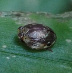 Hemisphaerius