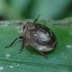 Hemisphaerius