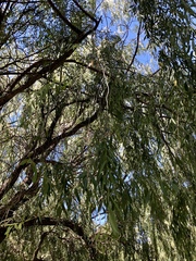 Salix × sepulcralis