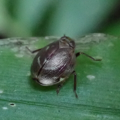 Hemisphaerius