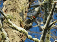 Dryobates villosus harrisi