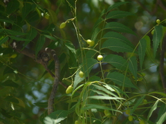 Azadirachta indica