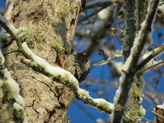 Dryobates villosus harrisi