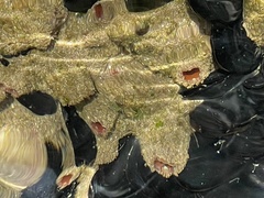 Pyura praeputialis