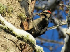 Dryobates villosus harrisi