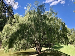 Salix × sepulcralis