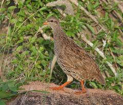 Pternistis natalensis