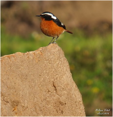 Phoenicurus moussieri