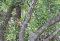 Chloropicus fuscescens